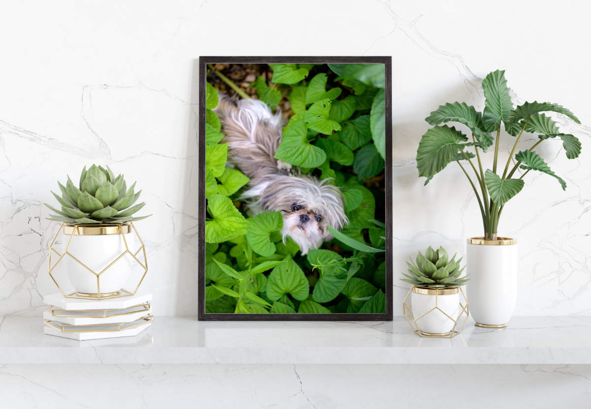 Family, pet & business photography — Ottawa, ON