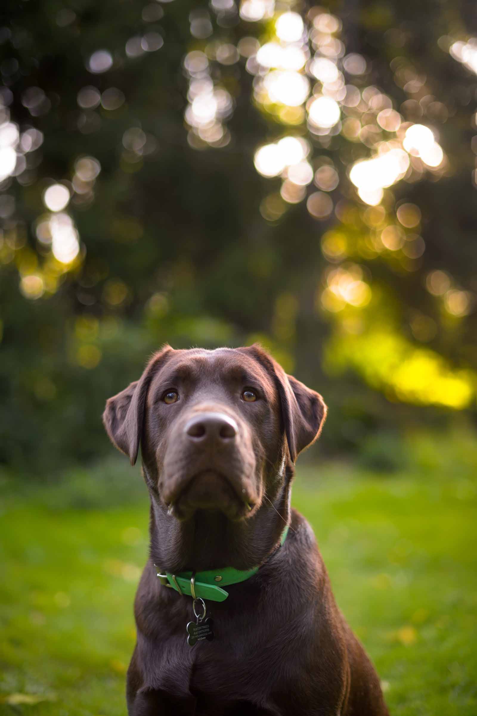 guinness-s-pet-photos-at-the-arboretum-elizabeth-jane-photography