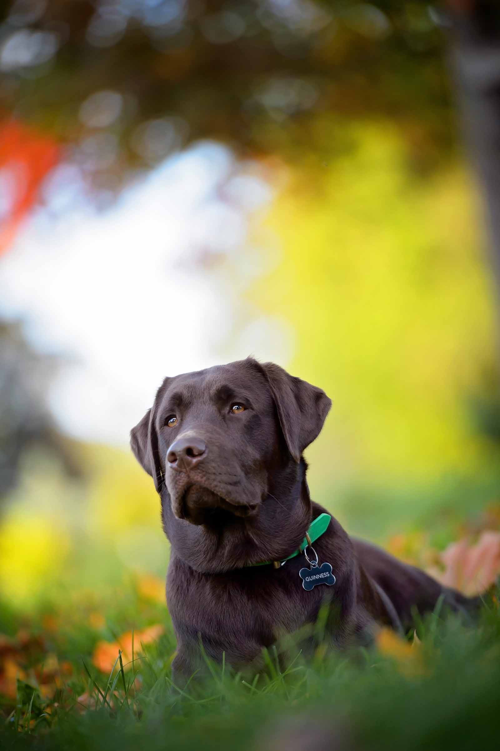 Guinness s Pet Photos At The Arboretum Elizabeth jane Photography guinness-s-pet-photos-at-the-arboretum-elizabeth-jane-photography
