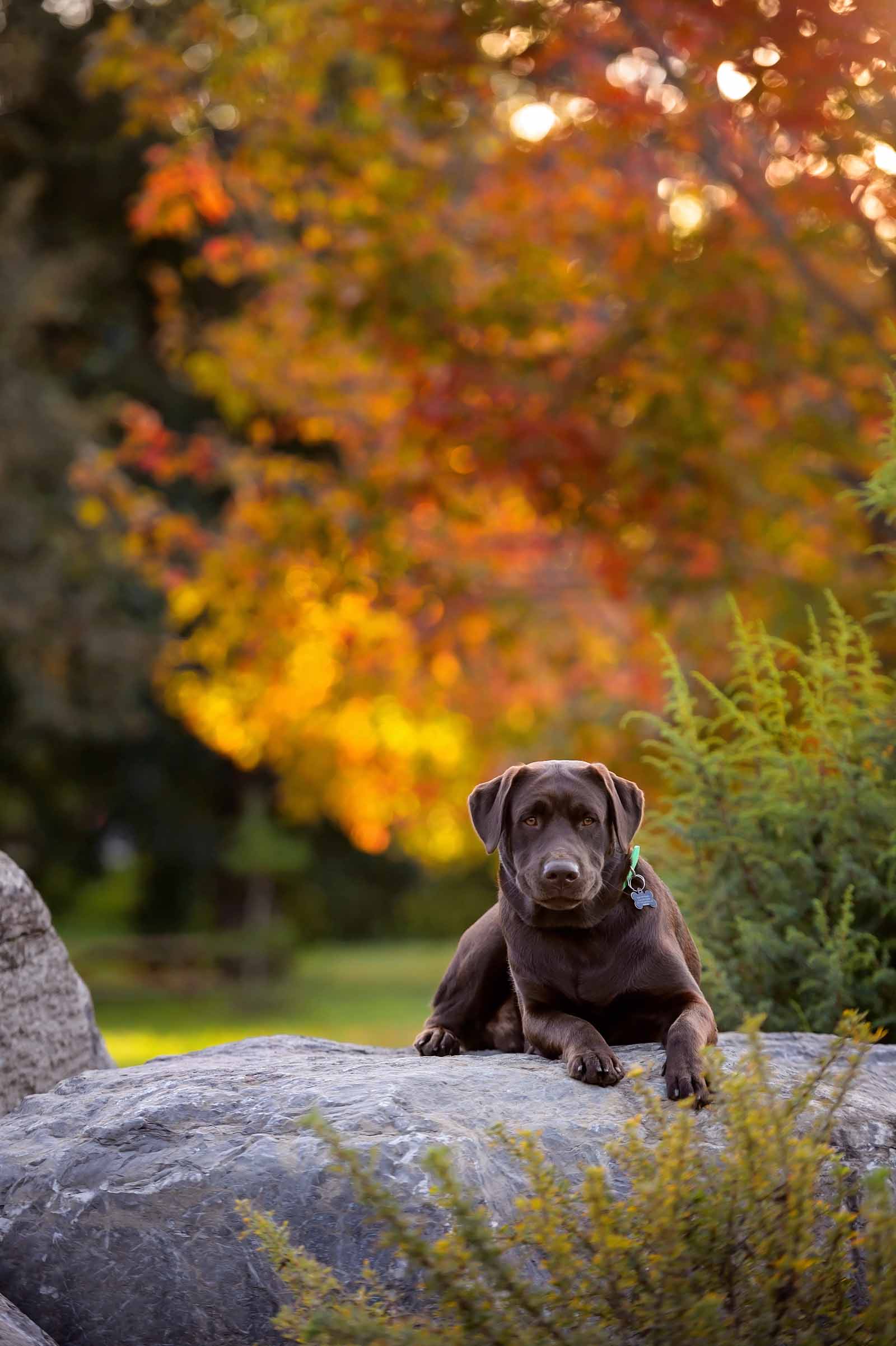 guinness-s-pet-photos-at-the-arboretum-elizabeth-jane-photography