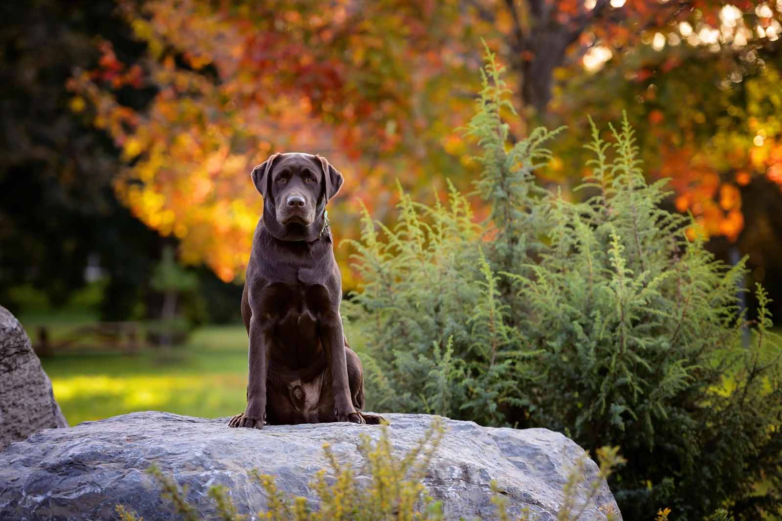 Guinness s Pet Photos At The Arboretum Elizabeth jane Photography guinness-s-pet-photos-at-the-arboretum-elizabeth-jane-photography