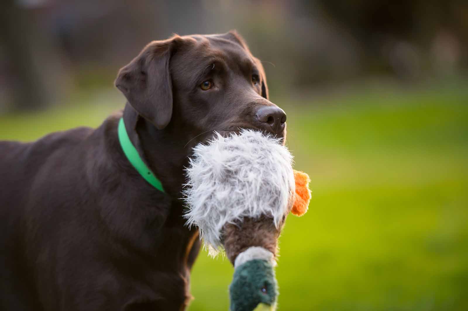 Guinness’s pet photos at the Arboretum · elizabeth&jane photography