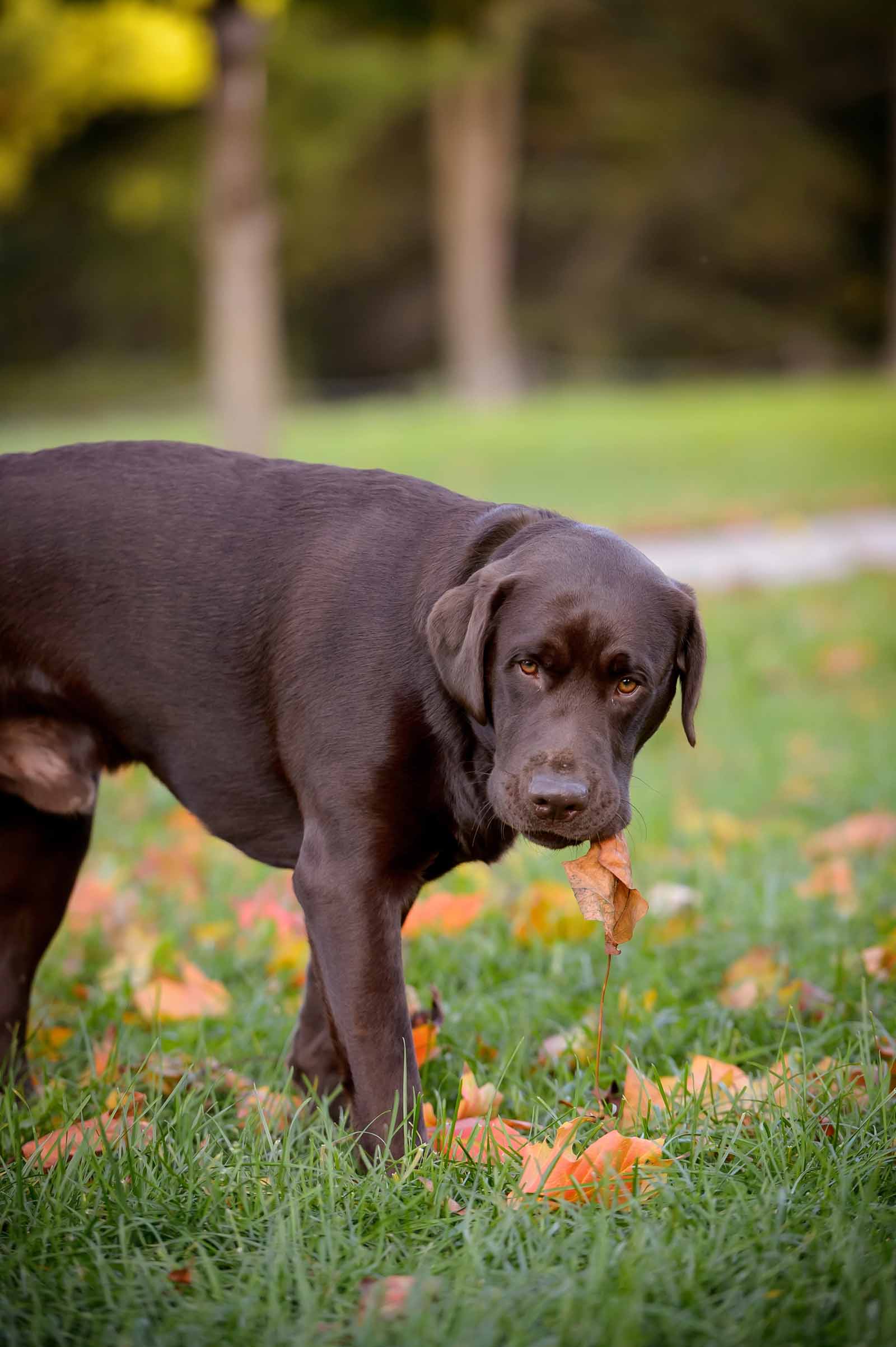 guinness-s-pet-photos-at-the-arboretum-elizabeth-jane-photography