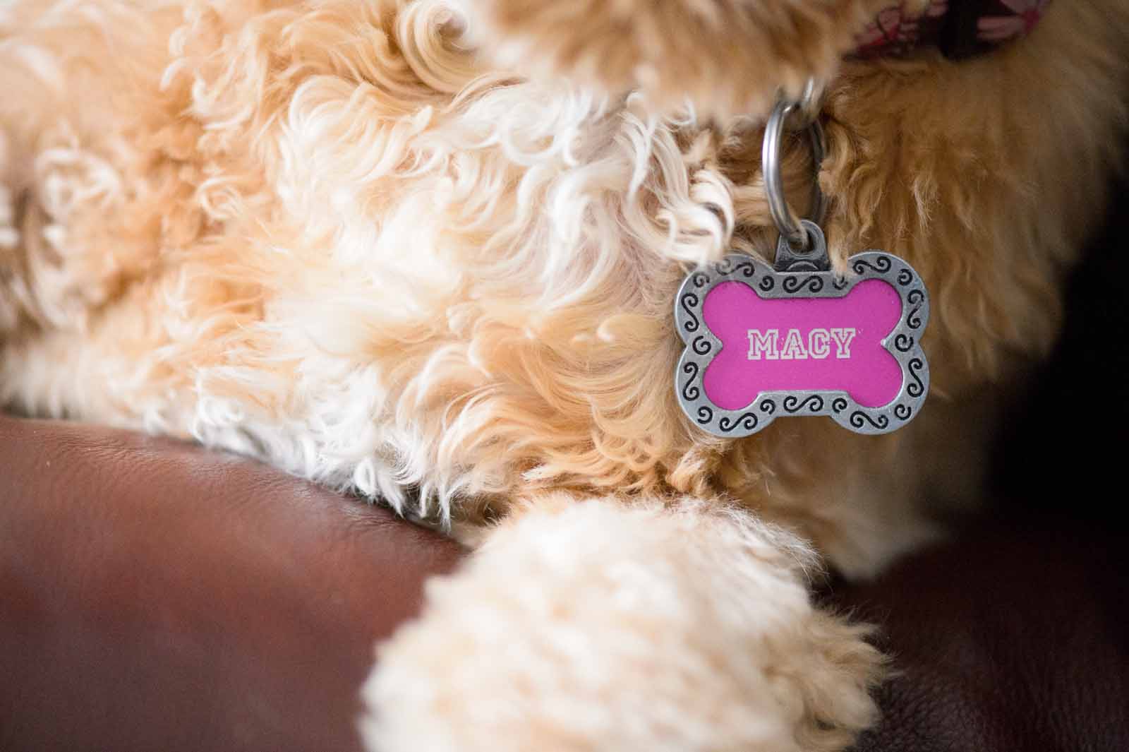 macy-s-pet-photos-in-kanata-elizabeth-jane-photography