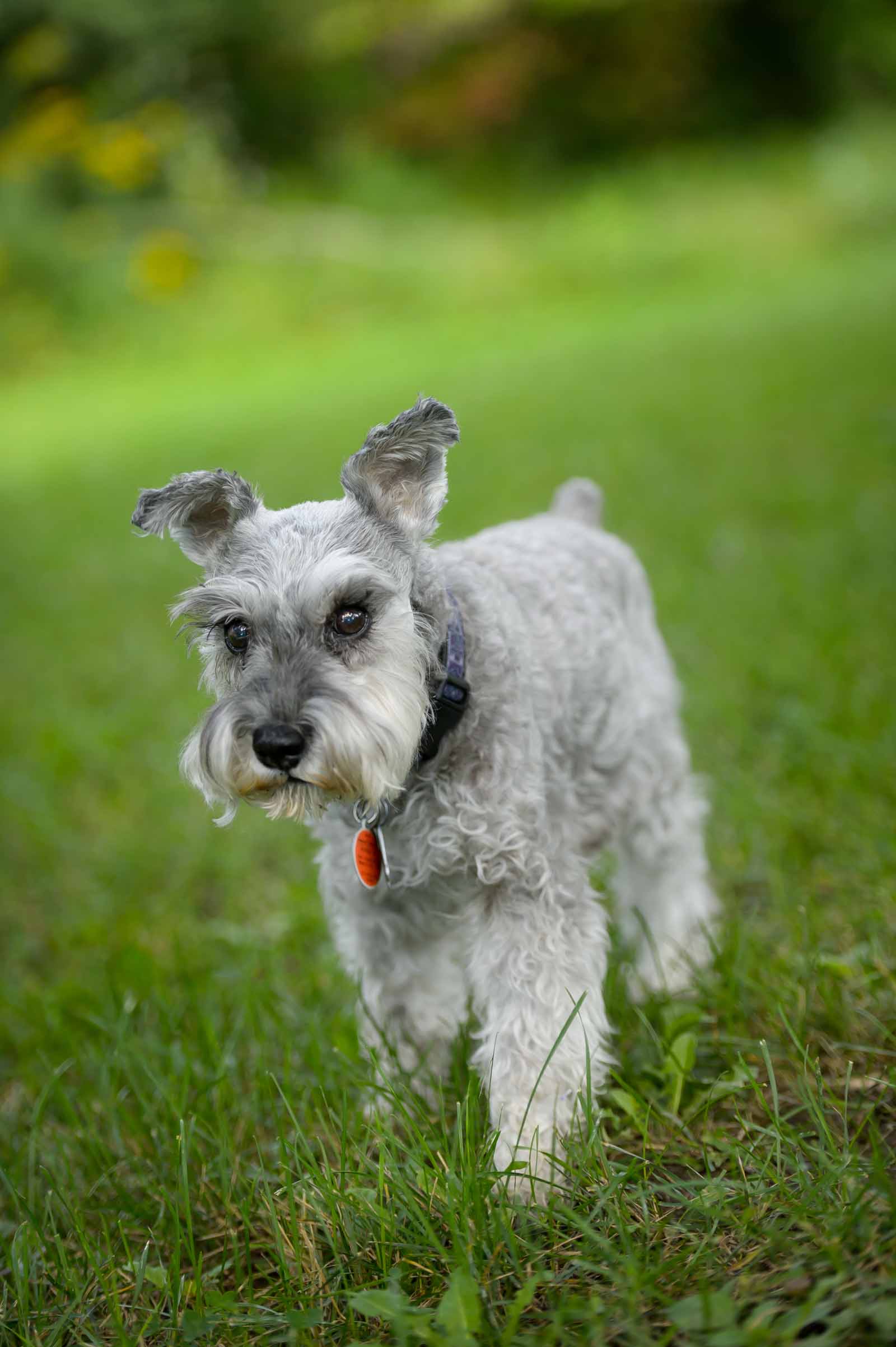 Patsy, Sophie & Lucy’s dog photos in Manotick · elizabeth&jane photography