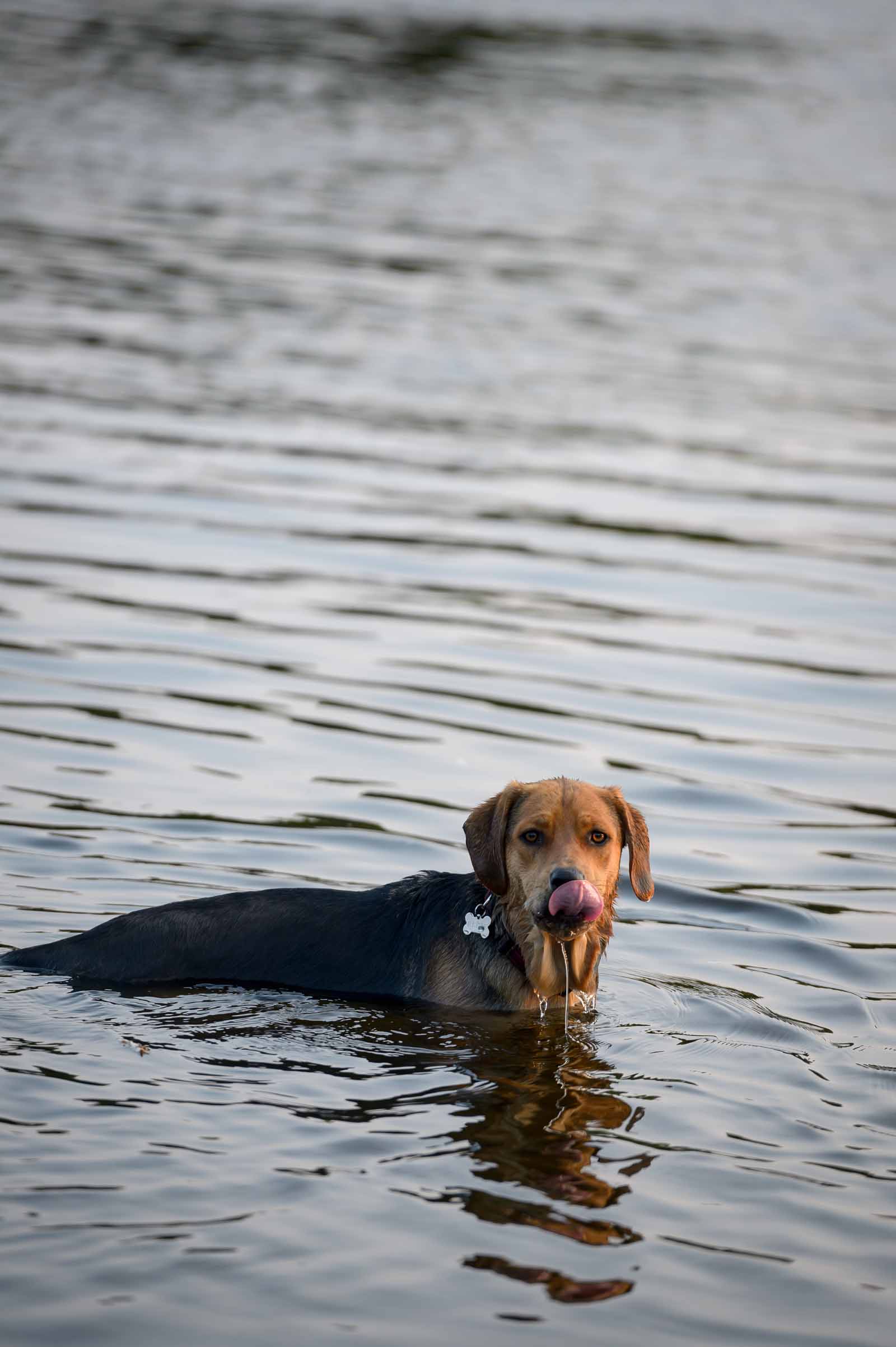 Reese’s Dog Photos At Lemieux Island · Elizabeth&jane Photography