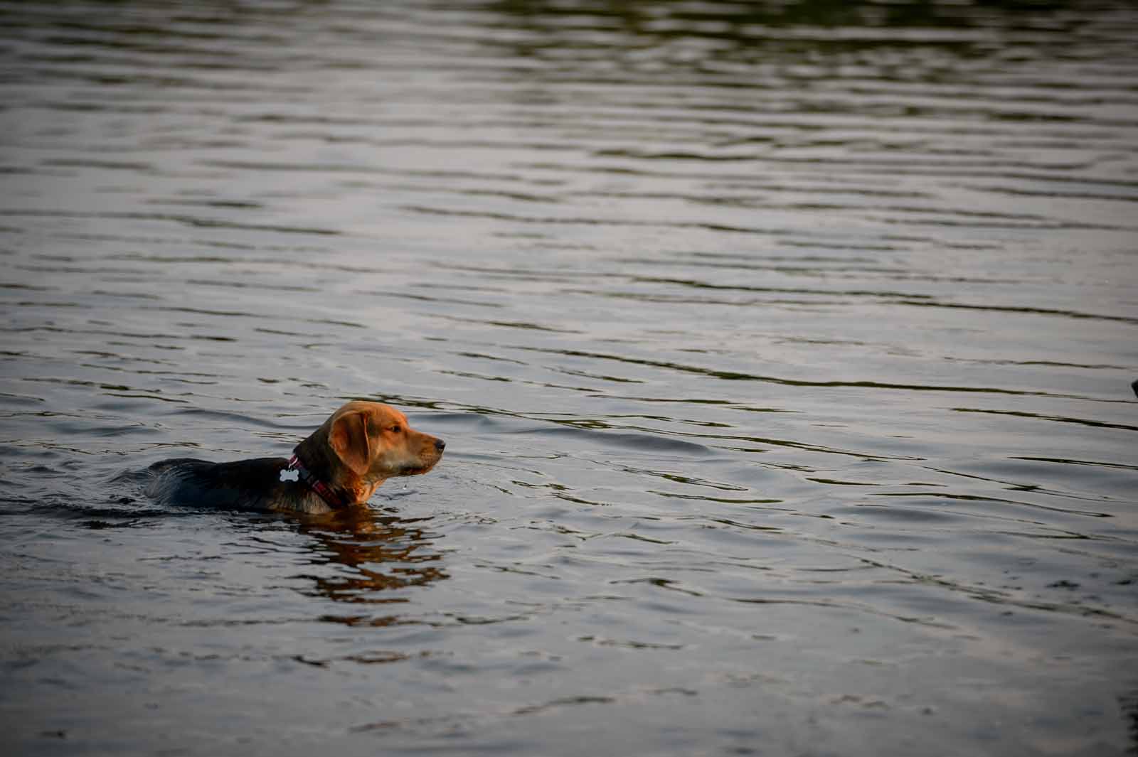 Reese's dog photos at Lemieux Island · elizabeth&jane ...