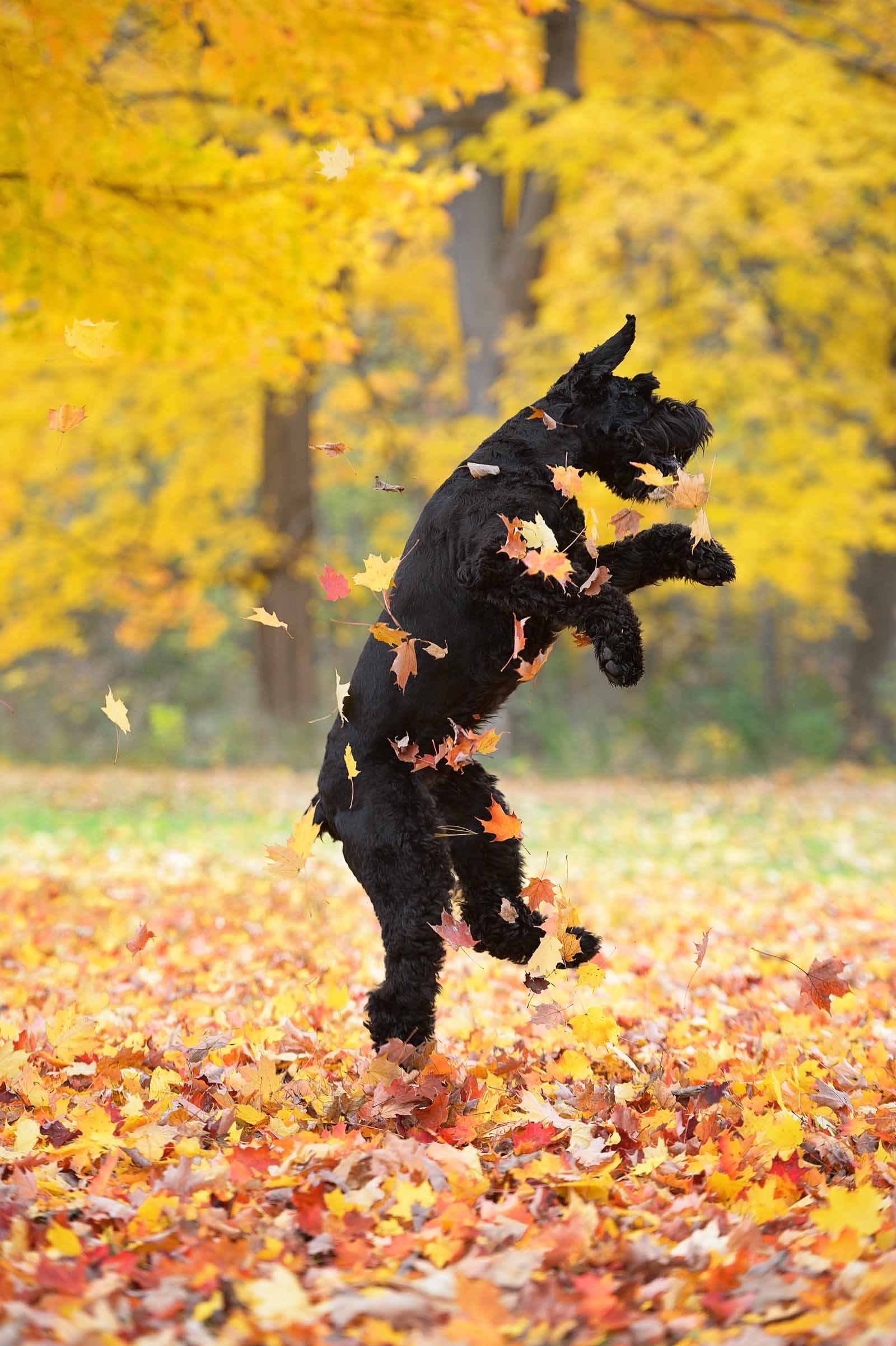 Craigslist Baltimore S Pet Photography Paradise Capture The Special Moments Of Your Furry Friends - d69r9ub