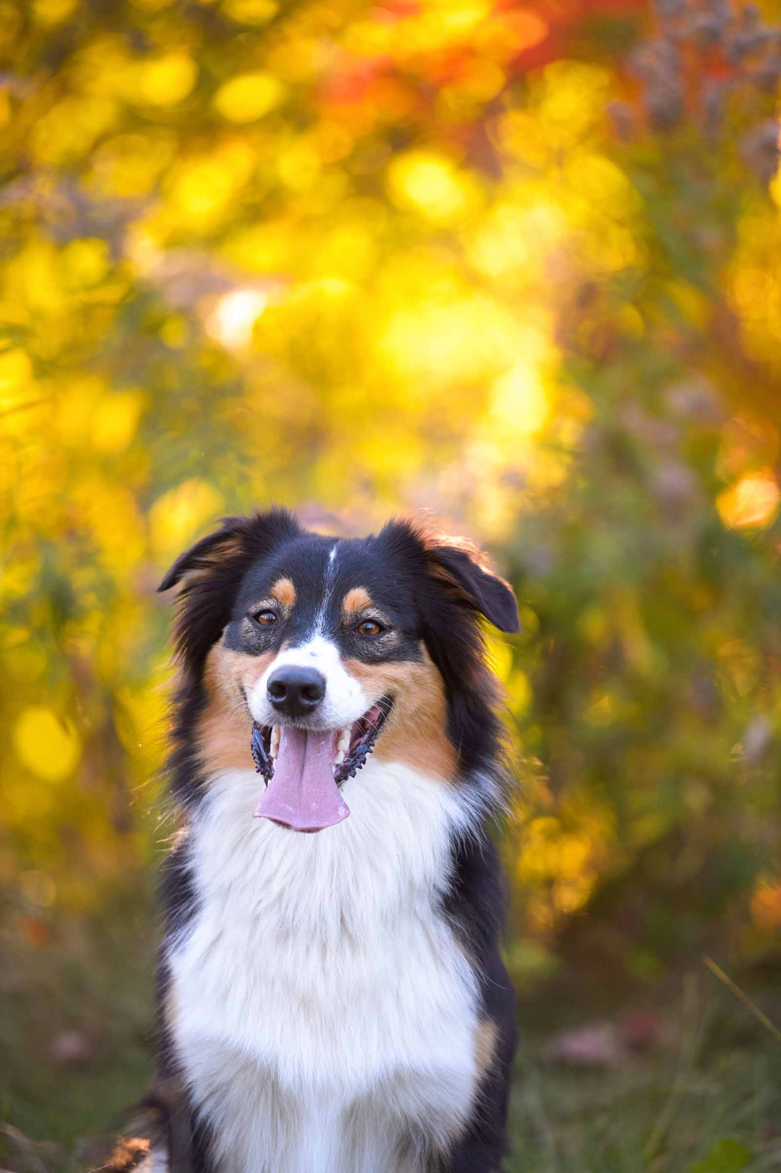 Pet Photography Elizabeth jane Photography
