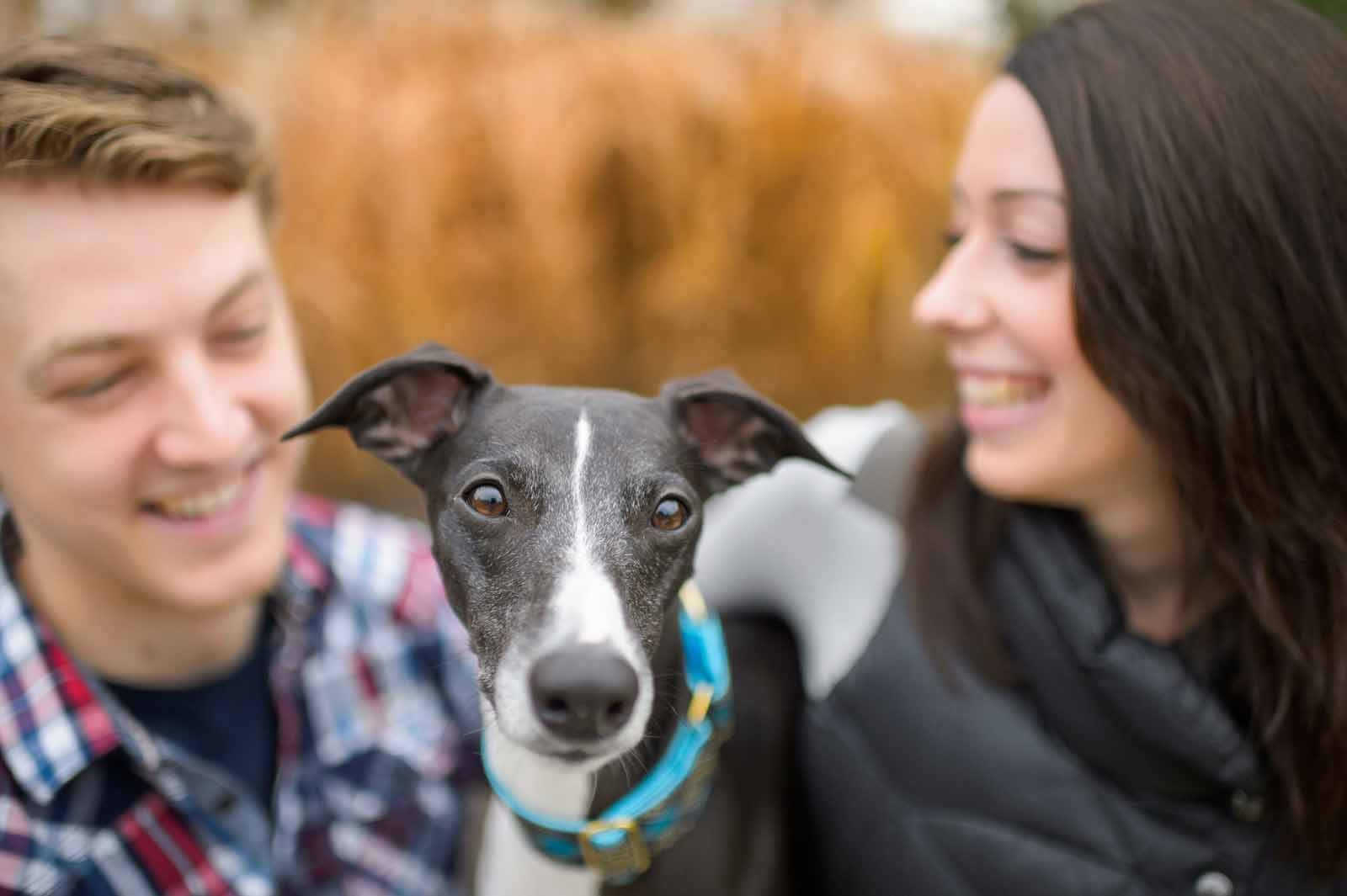 ottawa-dog-pet-photography-elizabeth-jane-photography