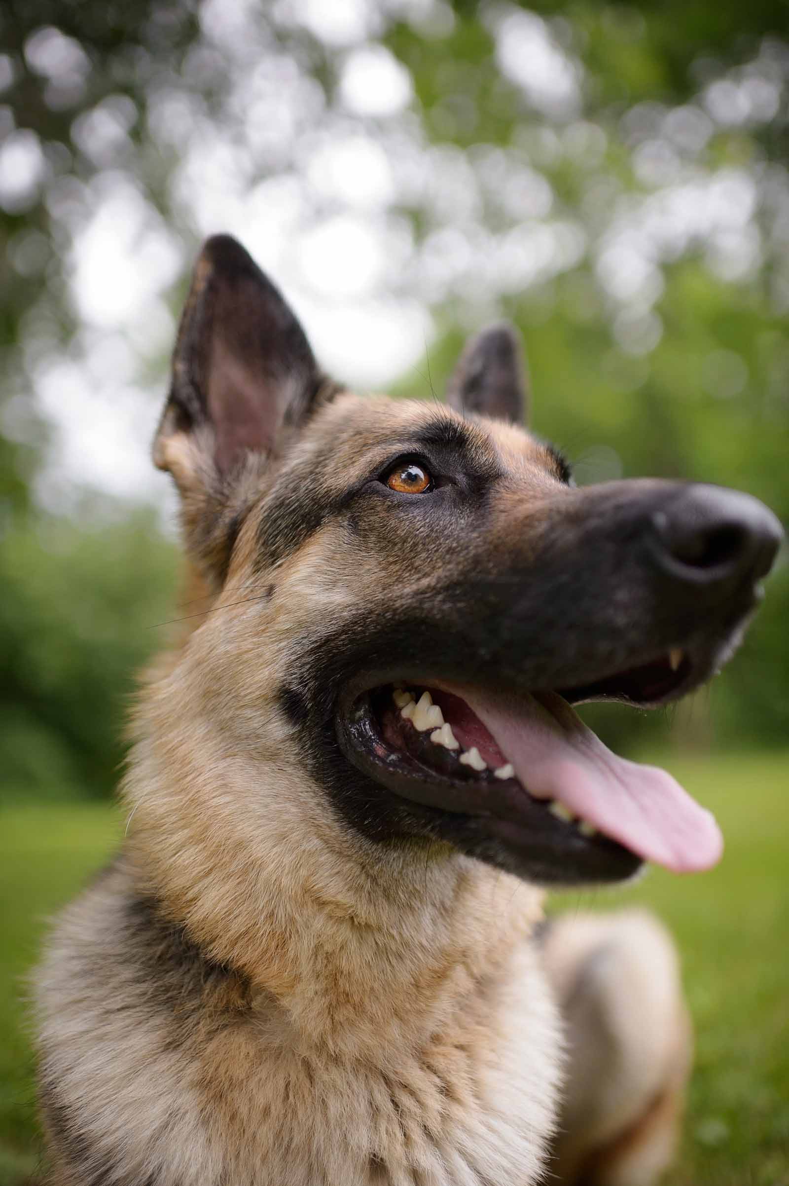 ottawa-dog-pet-photography-elizabeth-jane-photography