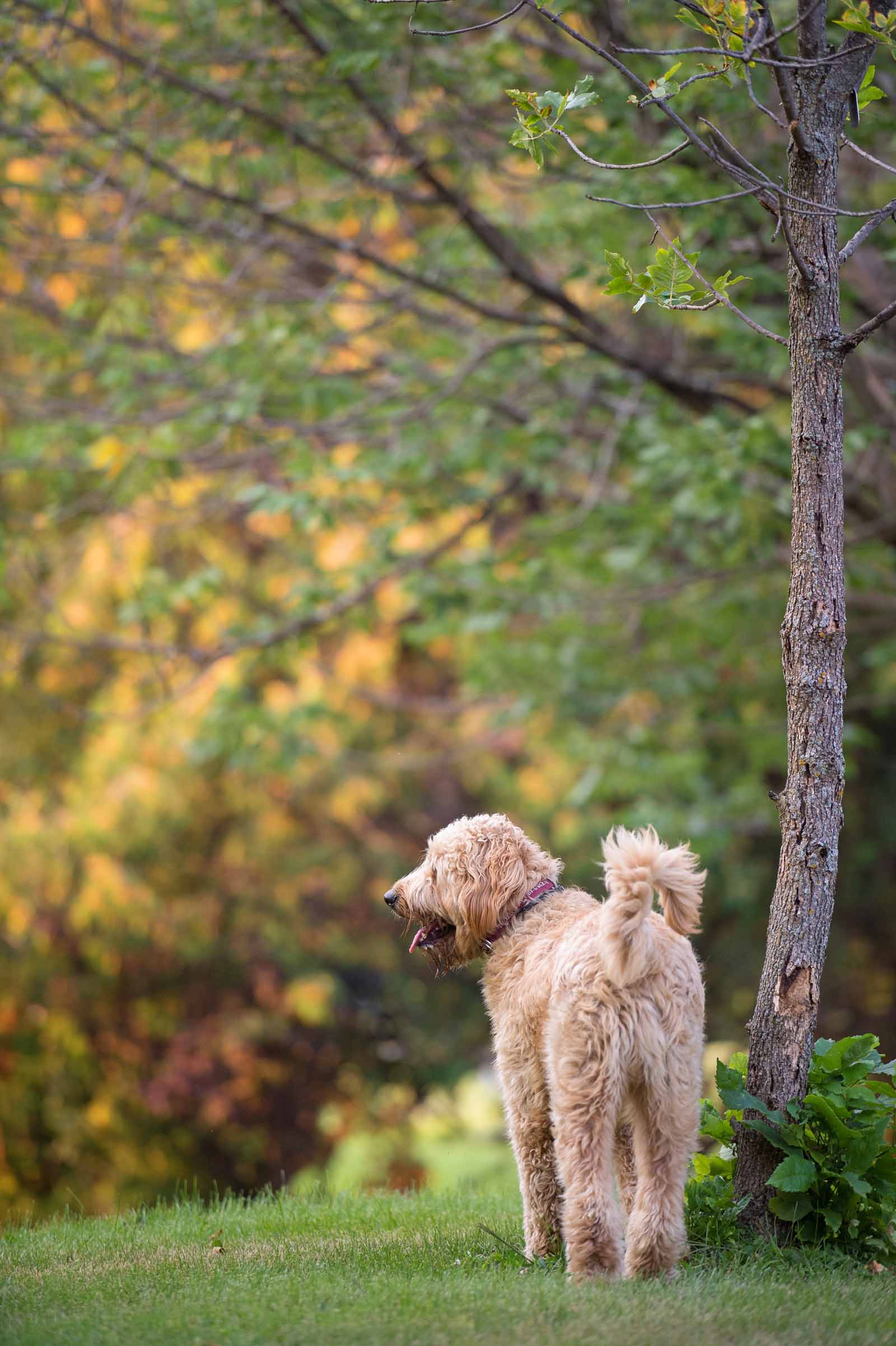 Ottawa Dog Pet Photography Elizabeth jane Photography ottawa-dog-pet-photography-elizabeth-jane-photography