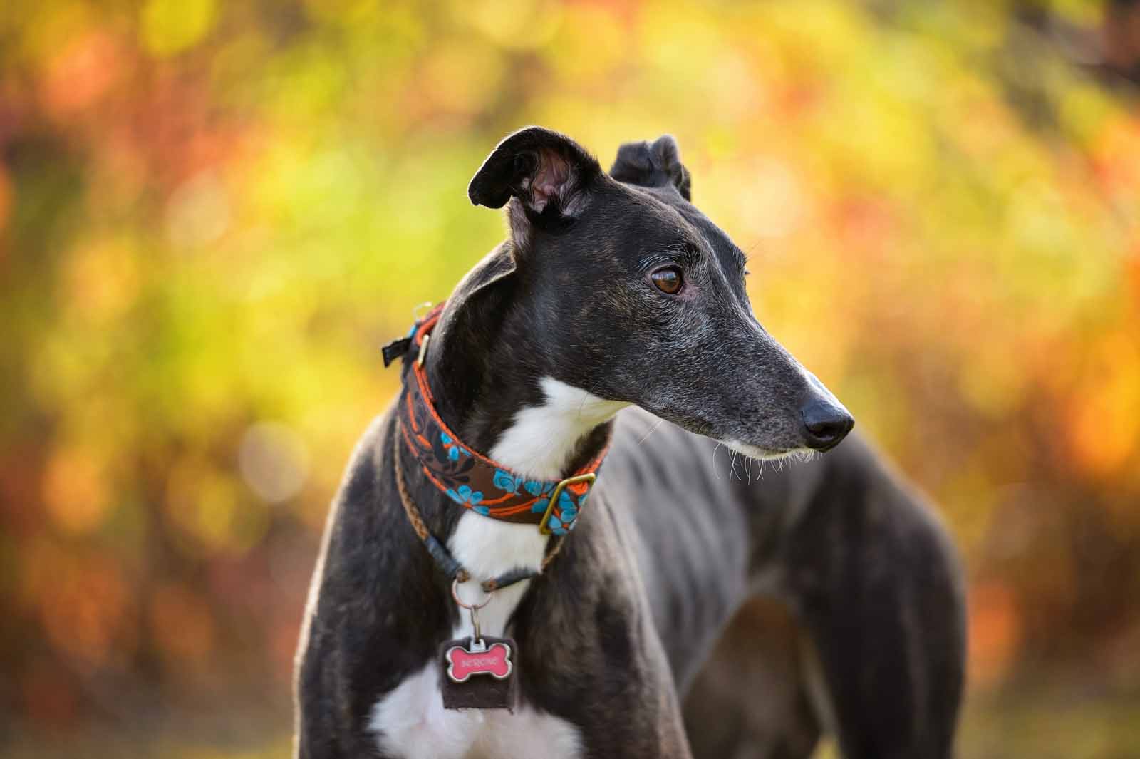Ottawa Dog Pet Photography Elizabeth jane Photography ottawa-dog-pet-photography-elizabeth-jane-photography