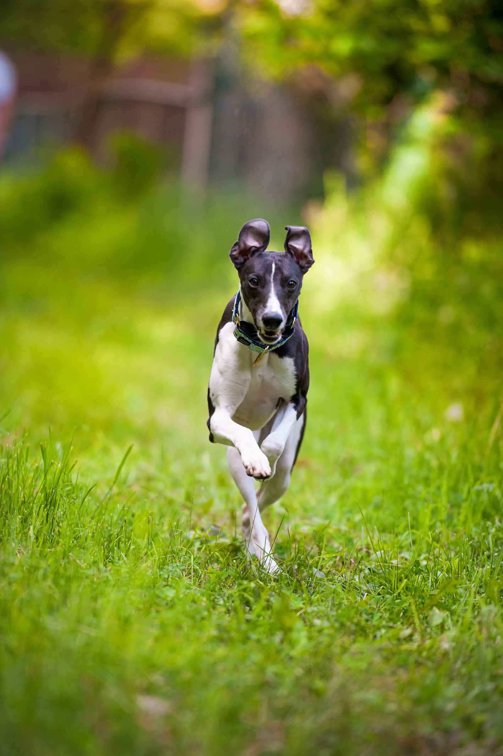 Ottawa Dog Pet Photography Elizabeth jane Photography ottawa-dog-pet-photography-elizabeth-jane-photography