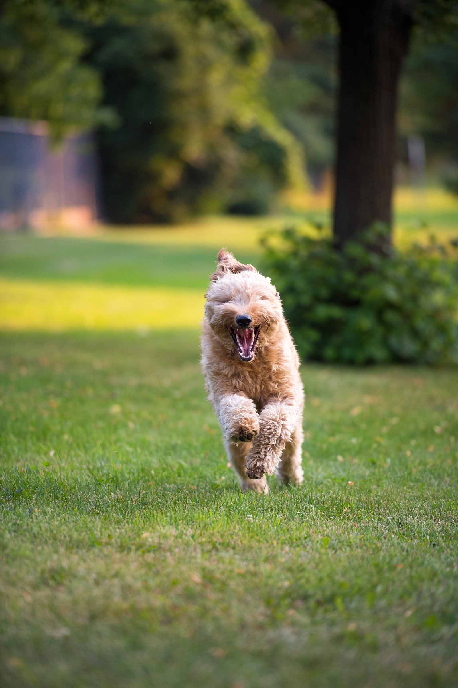 Ottawa Dog Pet Photography Elizabeth jane Photography ottawa-dog-pet-photography-elizabeth-jane-photography