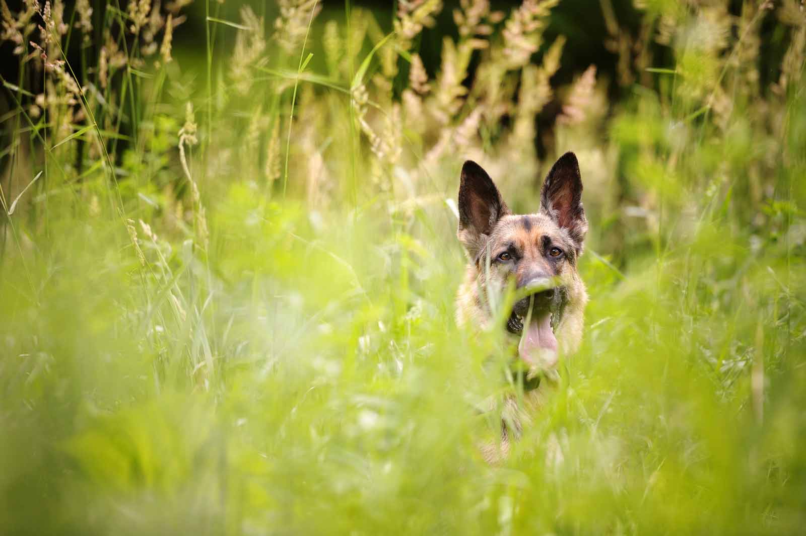 ottawa-dog-pet-photography-elizabeth-jane-photography