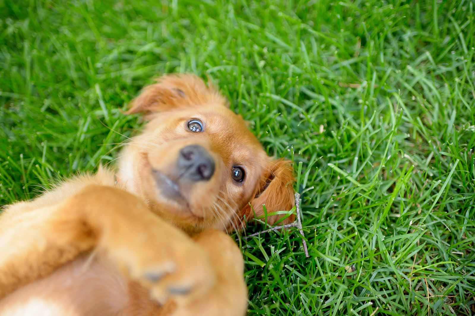 Ottawa dog pet photography elizabeth jane photography